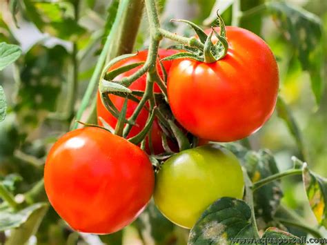 casino tomatoes|En avant.